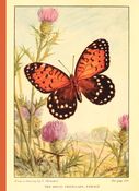 Aesthetic Vintage Butterfly Journal
