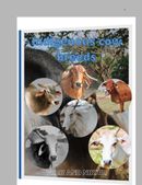 Indigenous cow breeds