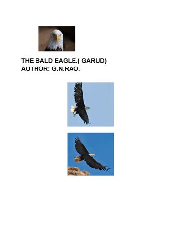 GARUD- THE BALD EAGLE