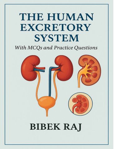 The Human Excretory System